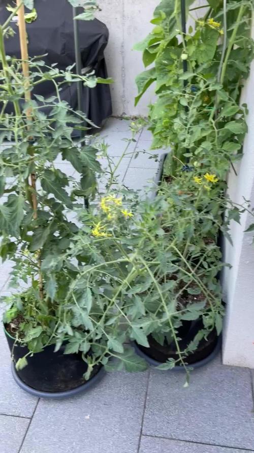 Tomatoes Sunviva / Primabella Outdoor