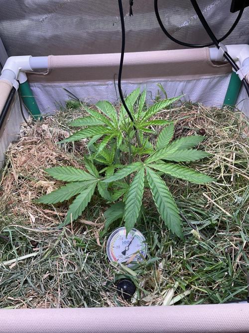 Cherry limeade Doja in living soil. Week 4 - D28
