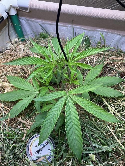 Cherry limeade Doja in living soil. Week 4 - D28