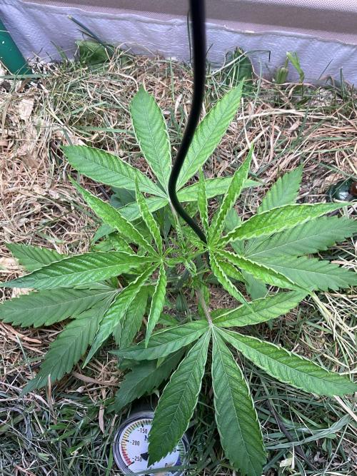 Cherry limeade Doja in living soil. Week 4 - D28
