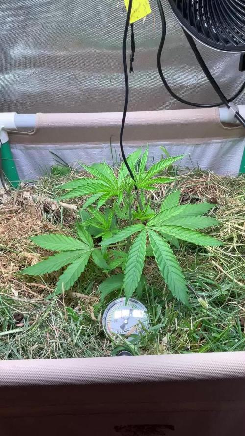 Cherry limeade Doja in living soil