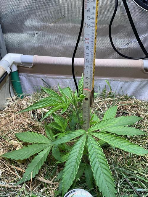 Cherry limeade Doja in living soil. Week 4 - D28