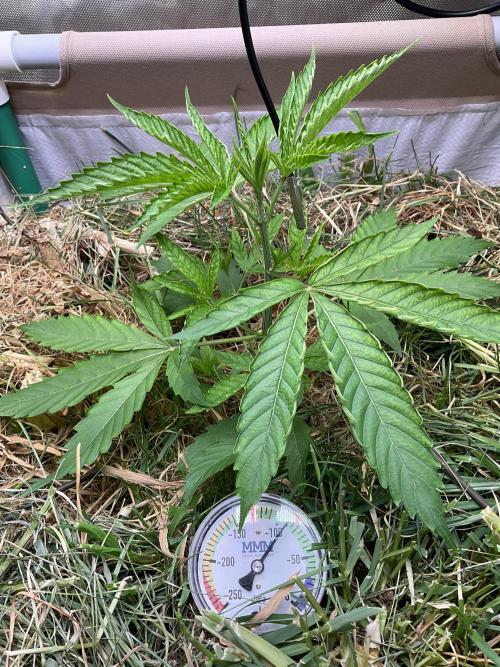 Cherry limeade Doja in living soil. Week 4 - D28