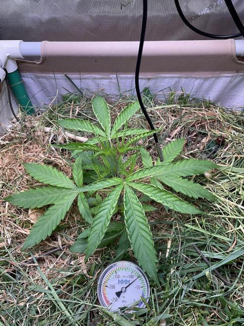 Cherry limeade Doja in living soil. Week 4 - D27