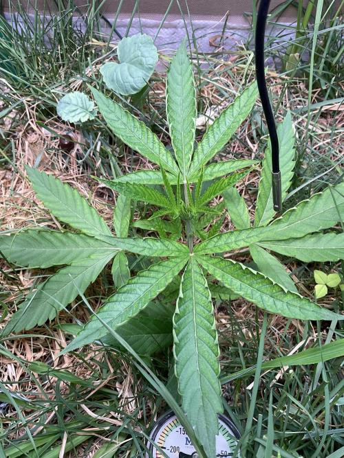 Cherry limeade Doja in living soil. Week 4 - D26
