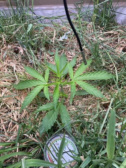 Cherry limeade Doja in living soil. Week 4 - D24