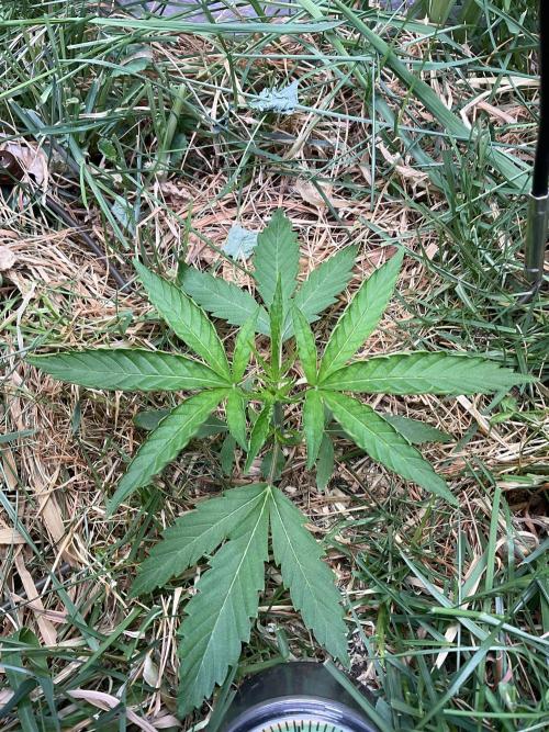 Cherry limeade Doja in living soil. Week 4 - D23