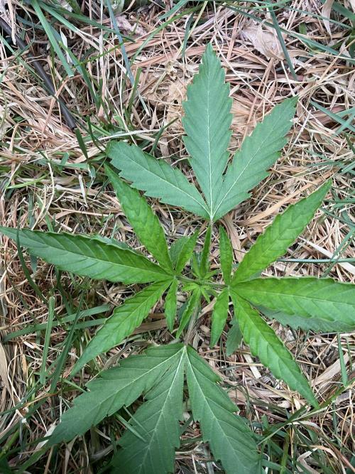 Cherry limeade Doja in living soil. Week 4 - D22