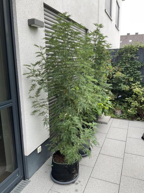 Mentha de Croco Fern-Type - TerpyZ. Week 16