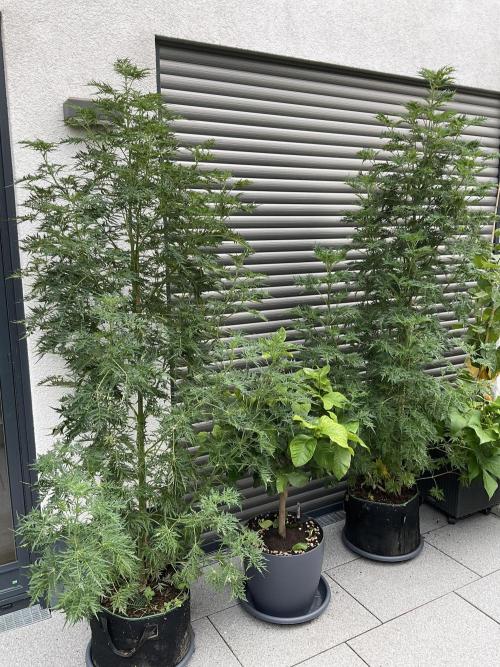 Mentha de Croco Fern-Type - TerpyZ. Week 16