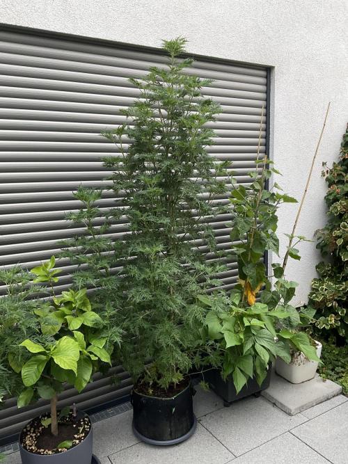 Mentha de Croco Fern-Type - TerpyZ. Week 16