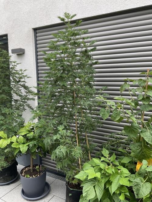 Mentha de Croco Fern-Type - TerpyZ. Week 16