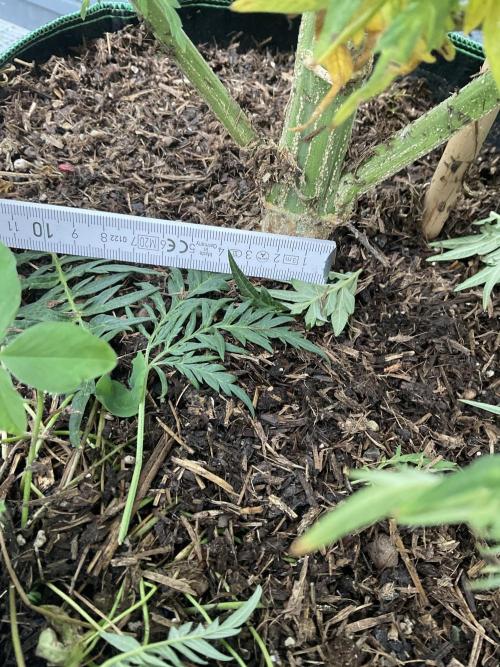 Mentha de Croco Fern-Type - TerpyZ. Week 16
