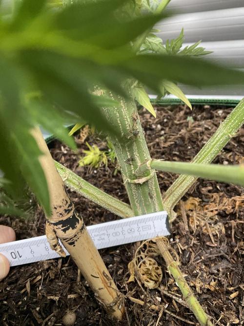 Mentha de Croco Fern-Type - TerpyZ. Week 16