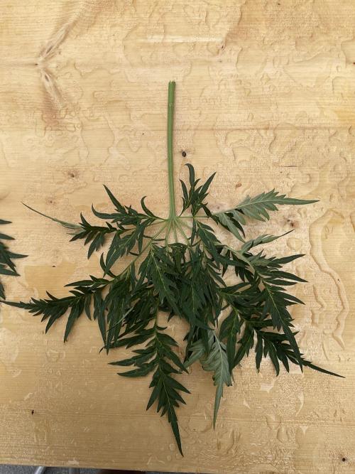 Mentha de Croco Fern-Type - TerpyZ. Week 16