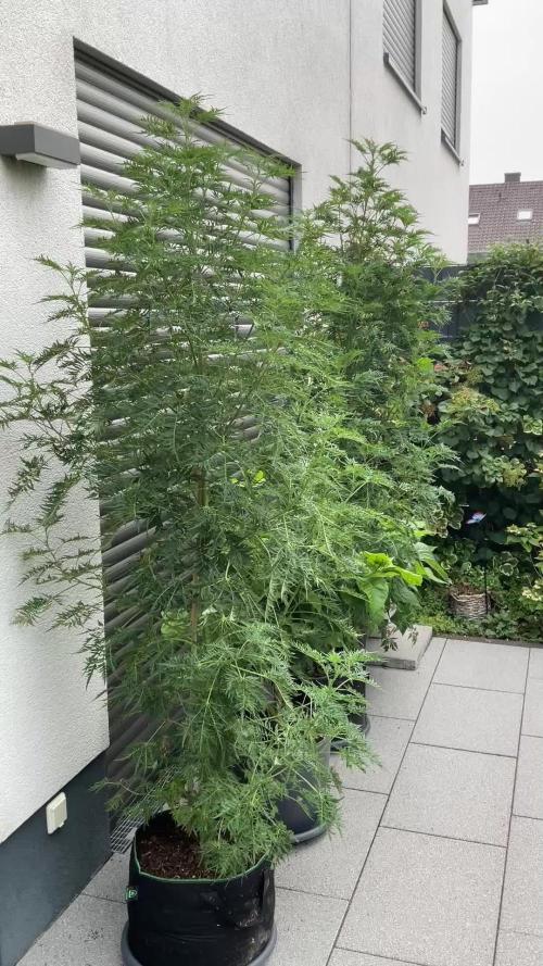 Mentha de Croco Fern-Type - TerpyZ