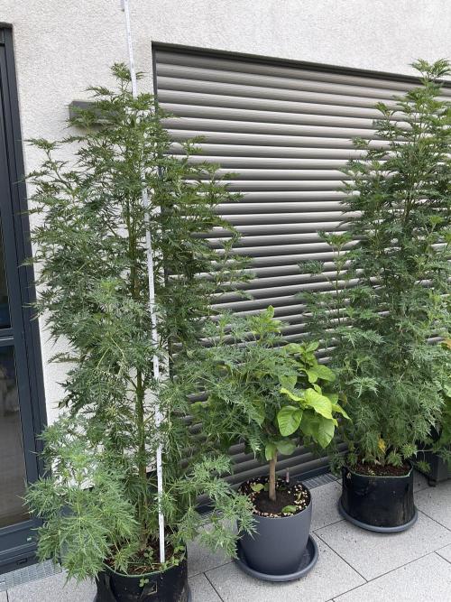 Mentha de Croco Fern-Type - TerpyZ. Week 16