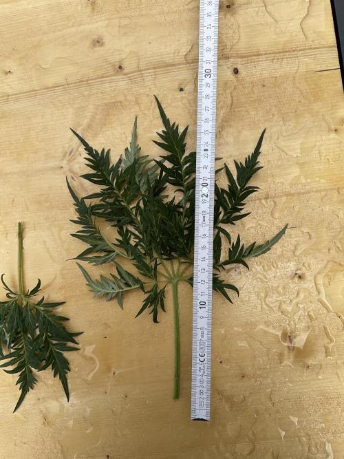 Mentha de Croco Fern-Type - TerpyZ. Week 16