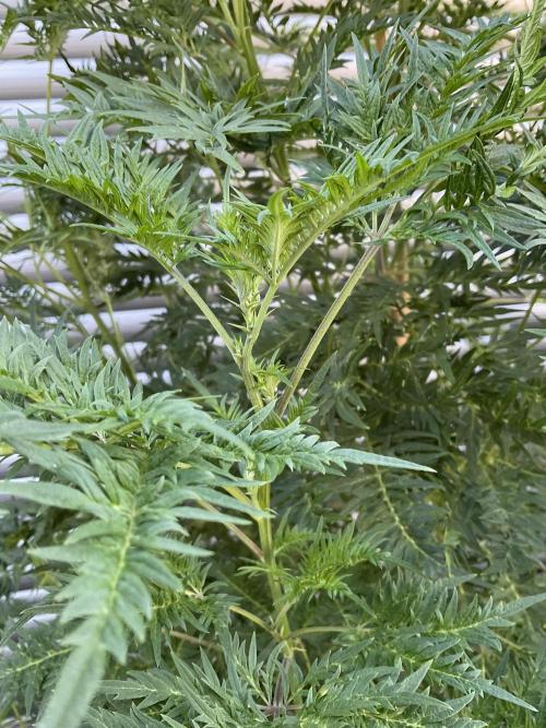 Mentha de Croco Fern-Type - TerpyZ. Week 17
