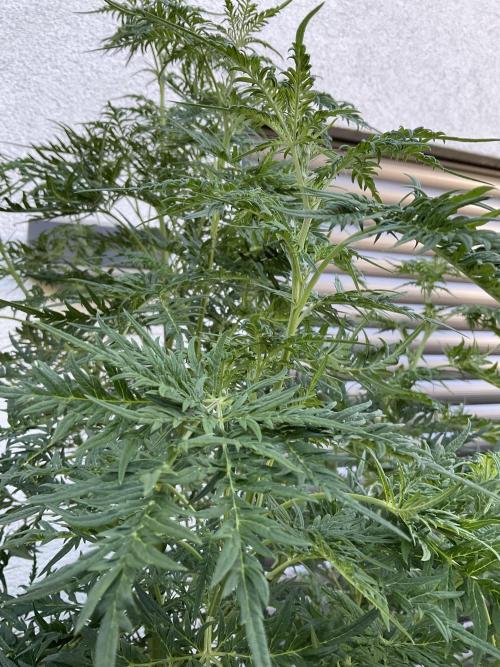 Mentha de Croco Fern-Type - TerpyZ. Week 17