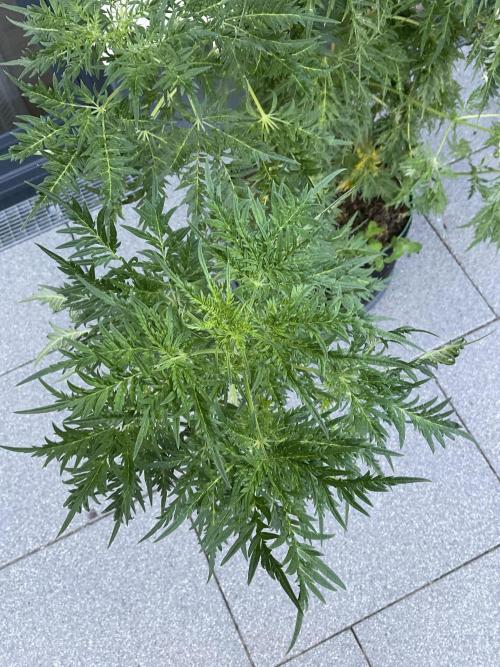 Mentha de Croco Fern-Type - TerpyZ. Week 17