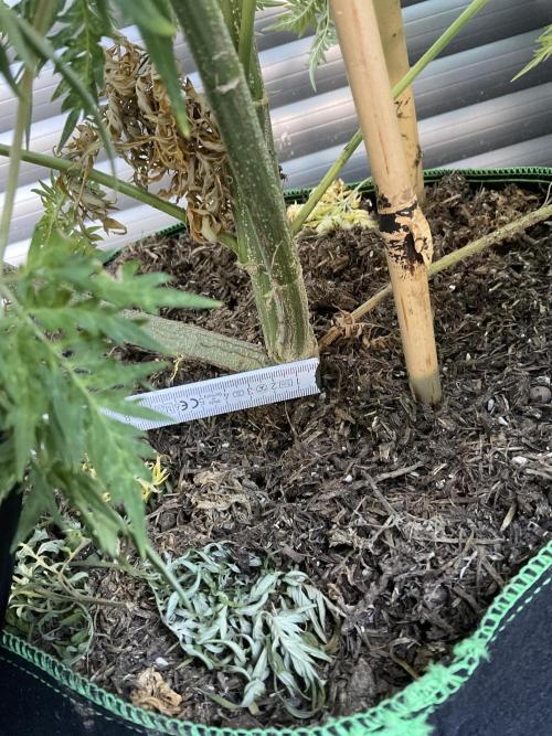 Mentha de Croco Fern-Type - TerpyZ. Week 17