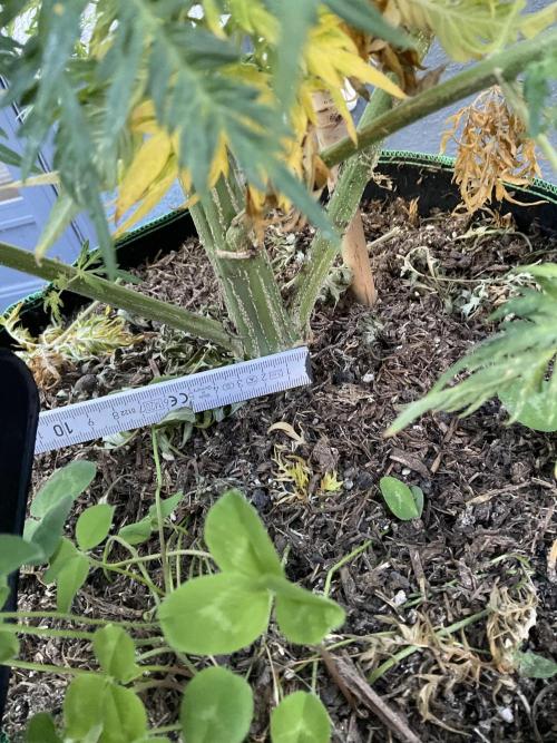 Mentha de Croco Fern-Type - TerpyZ. Week 17