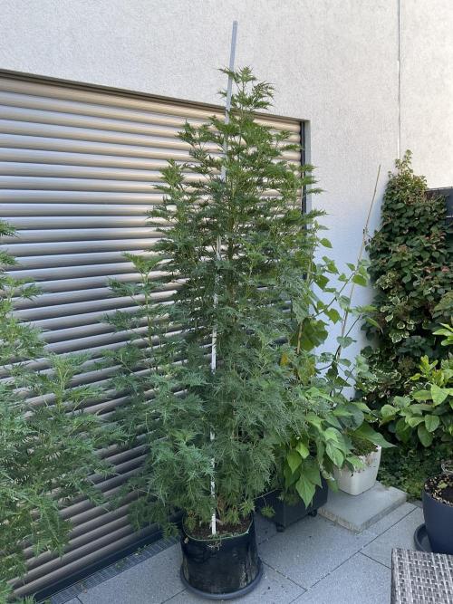 Mentha de Croco Fern-Type - TerpyZ. Week 17