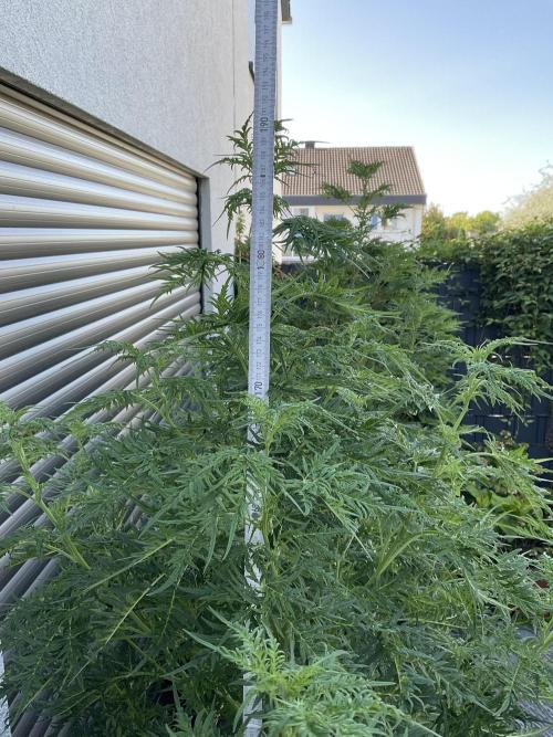 Mentha de Croco Fern-Type - TerpyZ. Week 17