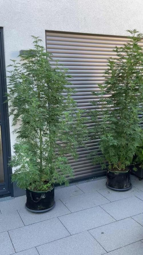 Mentha de Croco Fern-Type - TerpyZ