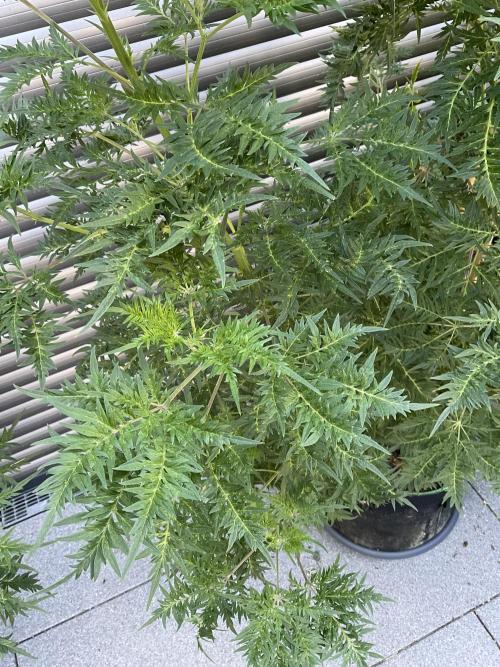 Mentha de Croco Fern-Type - TerpyZ. Week 17