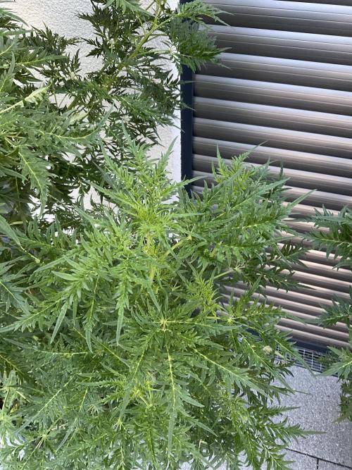Mentha de Croco Fern-Type - TerpyZ. Week 17