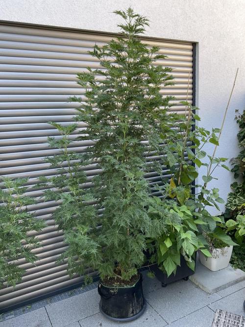 Mentha de Croco Fern-Type - TerpyZ. Week 17
