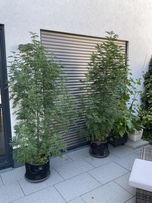 Mentha de Croco Fern-Type - TerpyZ. Week 17