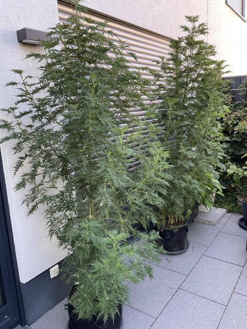 Mentha de Croco Fern-Type - TerpyZ. Week 17