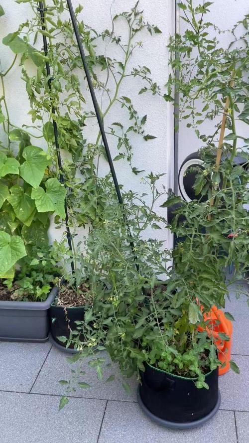Tomatoes Sunviva / Primabella Outdoor