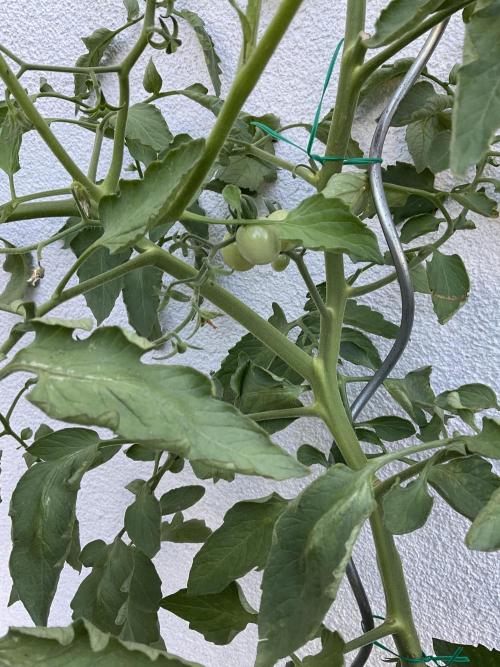 Tomatoes Sunviva / Primabella Outdoor. Week 17