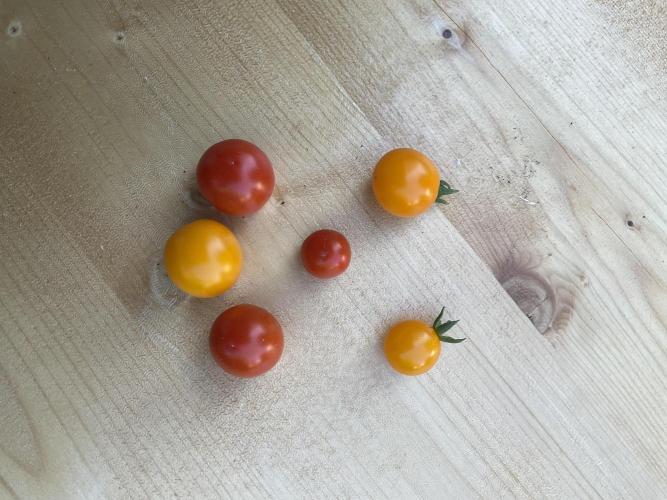 Tomatoes Sunviva / Primabella Outdoor. Week 17