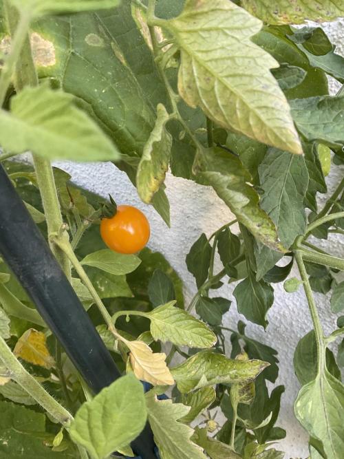 Tomatoes Sunviva / Primabella Outdoor. Week 17