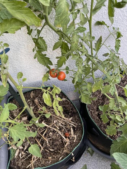 Tomatoes Sunviva / Primabella Outdoor. Week 17