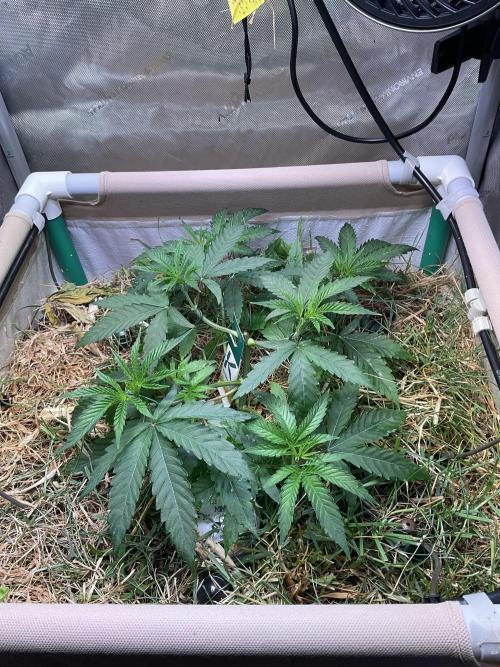 Cherry limeade Doja in living soil. Week 5