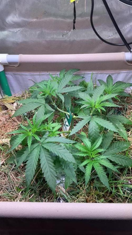 Cherry limeade Doja in living soil