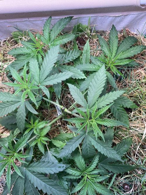 Cherry limeade Doja in living soil. Week 5