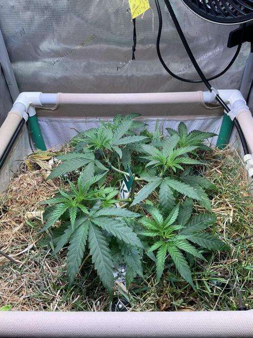 Cherry limeade Doja in living soil. Week 5