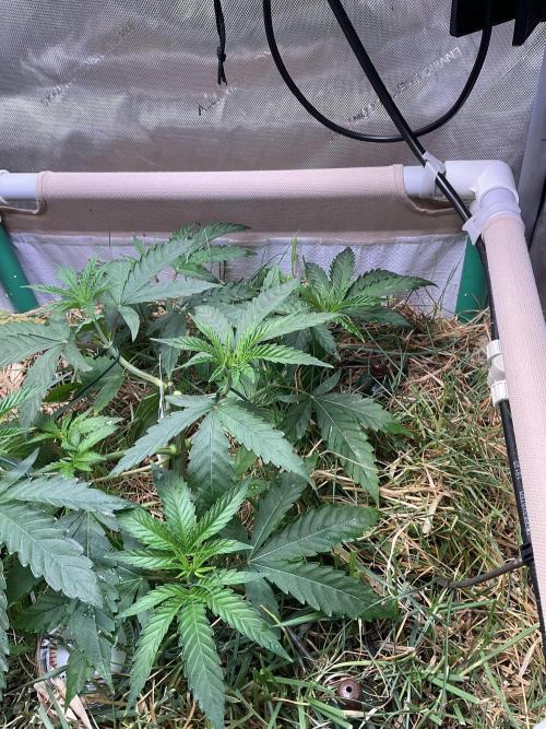 Cherry limeade Doja in living soil. Week 5