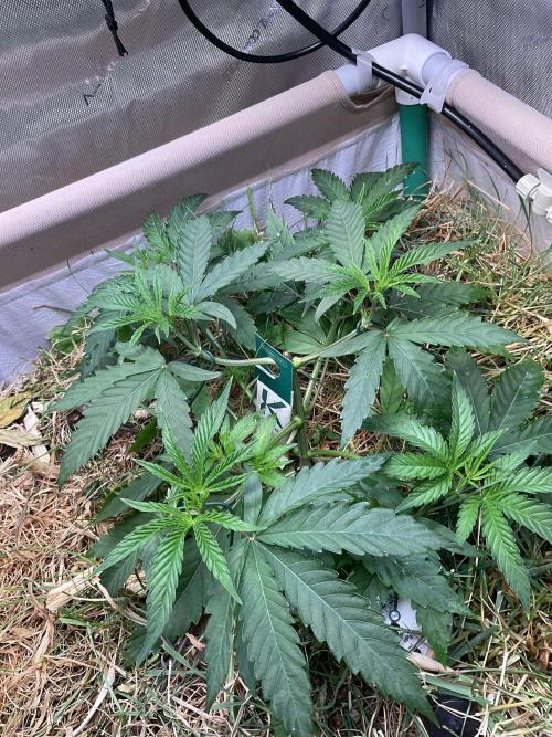 Cherry limeade Doja in living soil. Week 5