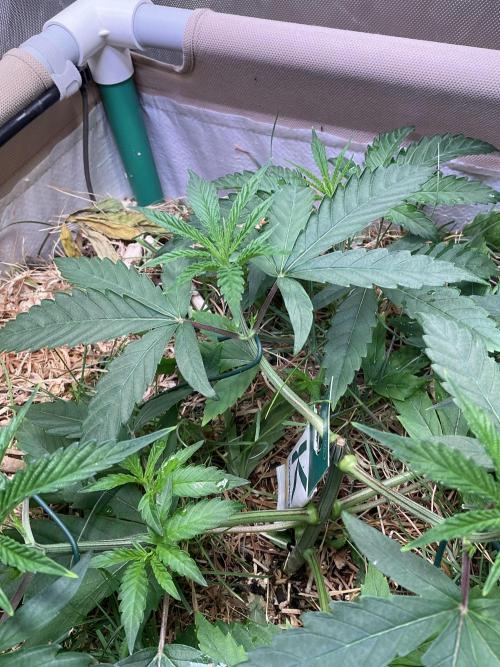 Cherry limeade Doja in living soil. Week 5