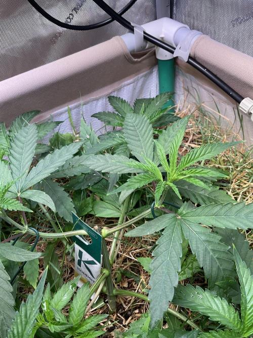 Cherry limeade Doja in living soil. Week 5
