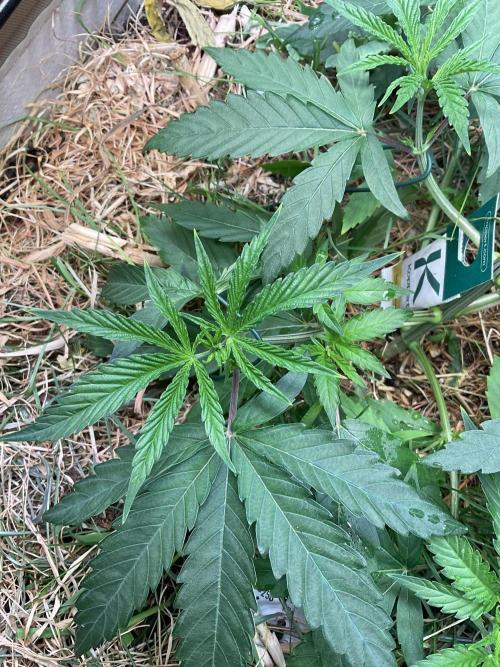 Cherry limeade Doja in living soil. Week 5