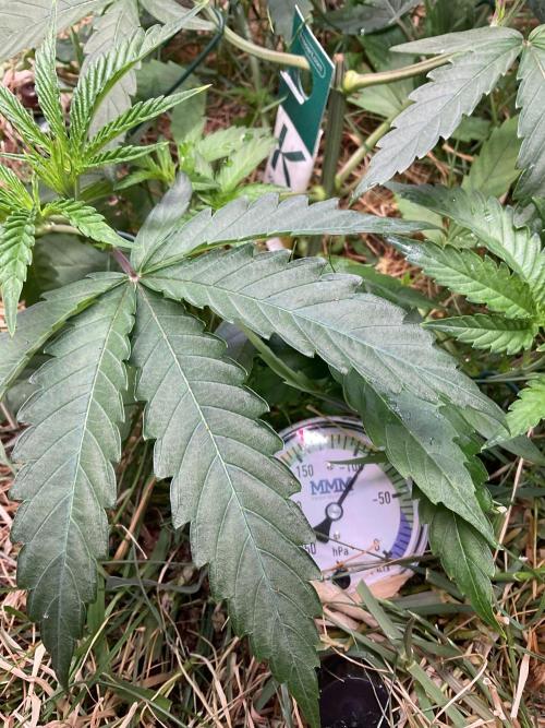 Cherry limeade Doja in living soil. Week 5